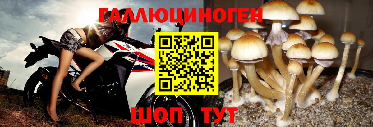Елизово  Псилоцибиновые грибы Magic Shrooms  Вход с VPN  Псилоцибиновые грибы MAGIC MUSHROOMS 